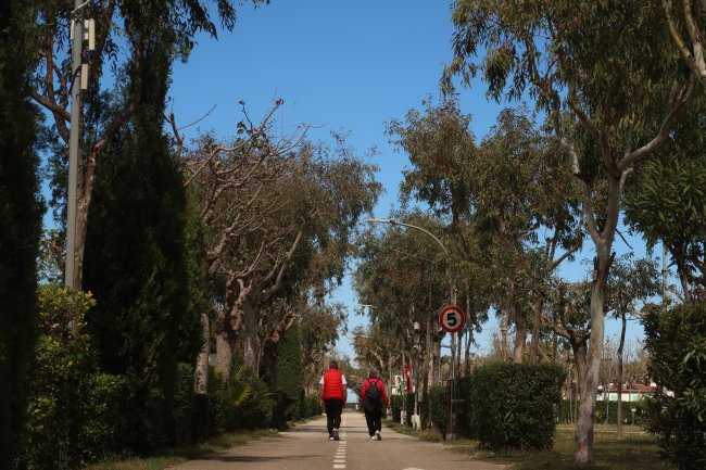 Persone camminano su un sentiero alberato.