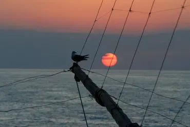 Gabbiano su albero di barca al tramonto sul mare.