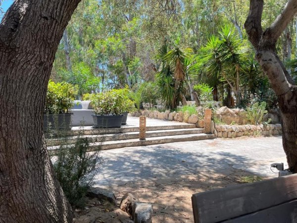 Giardino con piante tropicali, vialetto lastricato e panchina, circondato da alberi.
