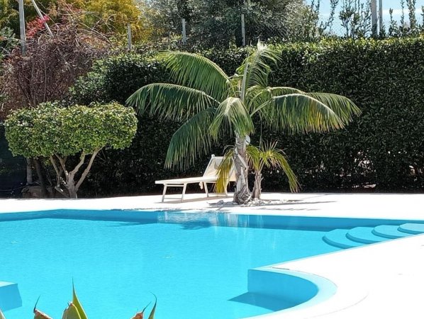 Una piscina circondata da piante, con sdraio sotto una palma.
