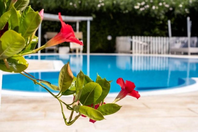 Fiori rossi in primo piano, sfondo con piscina e sdraio.