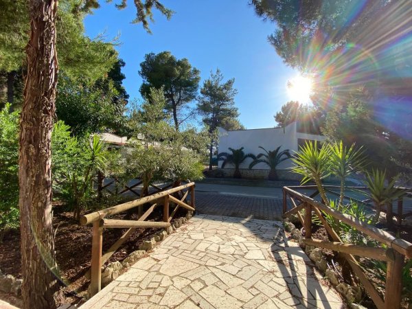 Sentiero soleggiato tra alberi e piante.