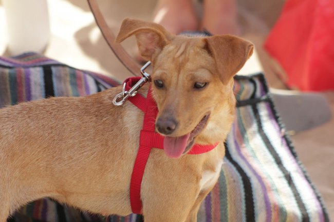 Cane marrone chiaro con pettorina rossa.